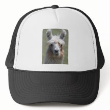 Llama