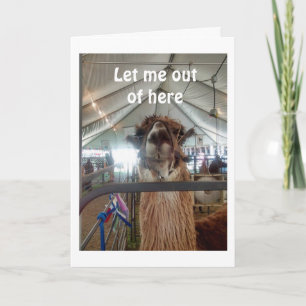LLAMA WANTS OUT SO HE CAN CELEBRATE YOUR BIRTHDAY CARD