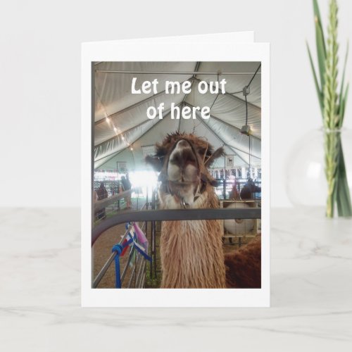 LLAMA WANTS OUT SO HE CAN CELEBRATE YOUR BIRTHDAY CARD