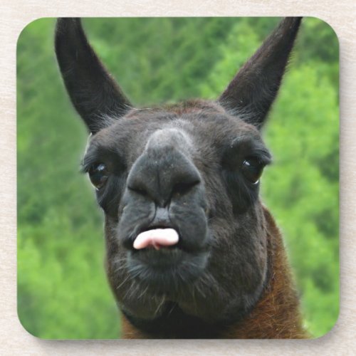 Llama with Attitude _ Sticking out Tongue Photo Beverage Coaster