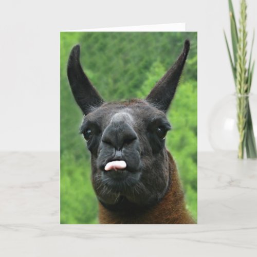 Llama with Attitude _ Sticking out Tongue Photo Card