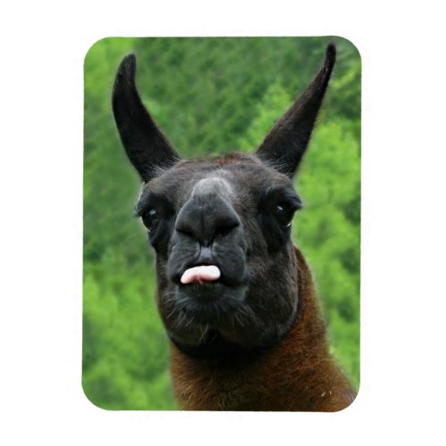 Llama with Attitude _ Sticking out Tongue Photo Magnet