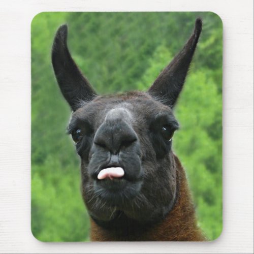 Llama with Attitude _ Sticking out Tongue Photo Mouse Pad