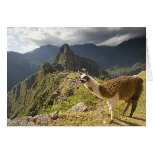 LLamas and an over look of Machu Picchu, (Front Horizontal)