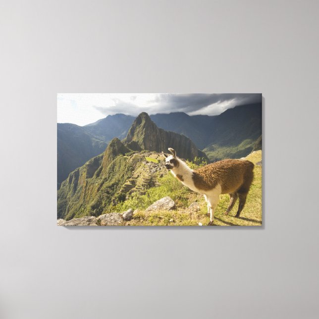 LLamas and an over look of Machu Picchu, Canvas Print (Front)