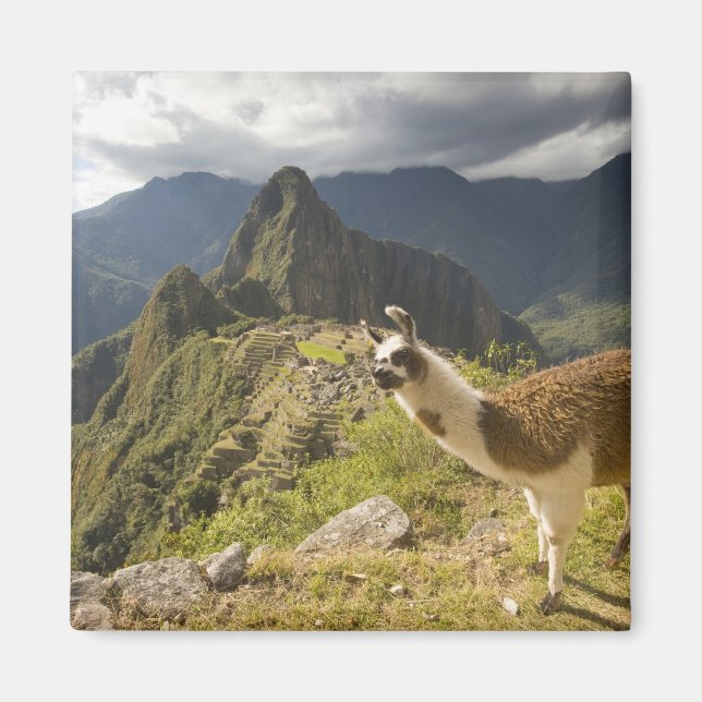 LLamas and an over look of Machu Picchu, Magnet (Front)