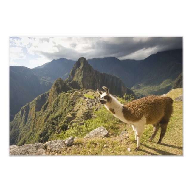 LLamas and an over look of Machu Picchu, Photo Print (Front)