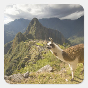 LLamas and an over look of Machu Picchu, Square Sticker
