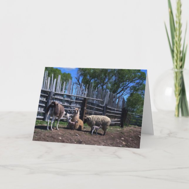 Llamas and Lambs Letterpress Thank You Card (Front)