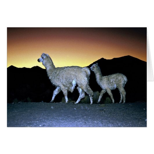Llamas at sunset cards (Front Horizontal)