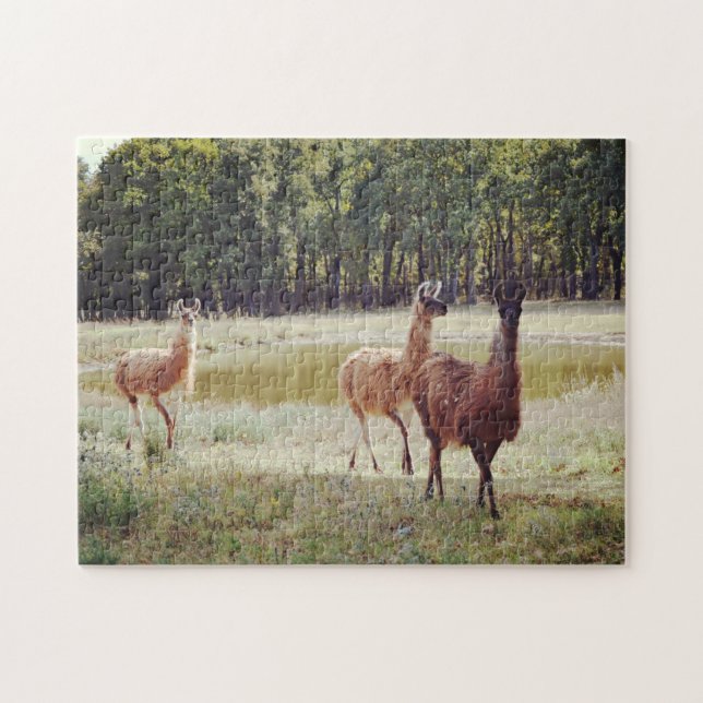 Llamas by a Pond Animal Puzzle (Horizontal)