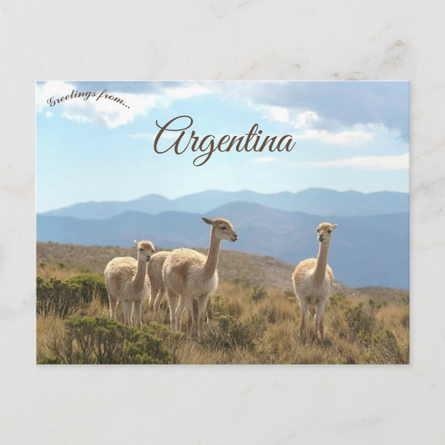 Llamas in Humahuaca Argentina Postcard (Front)