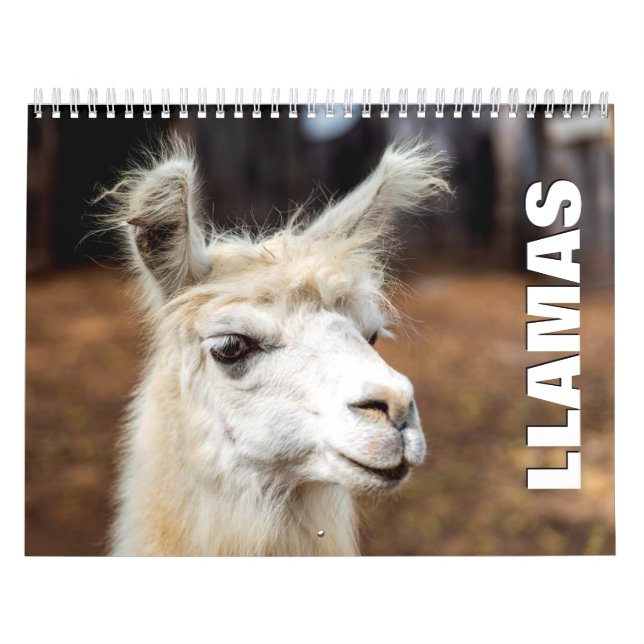 Llamas Wall Calendar (Cover)