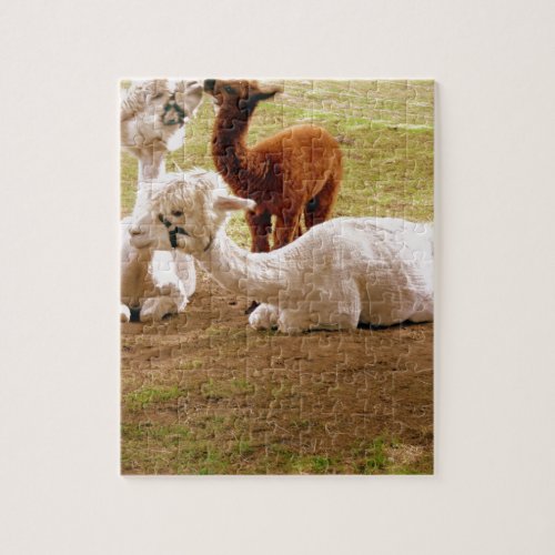 Llamas With Baby Cria Jigsaw Puzzle