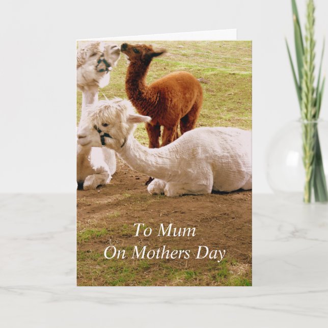 Llamas With Baby Cria Mothers Day Card (Front)