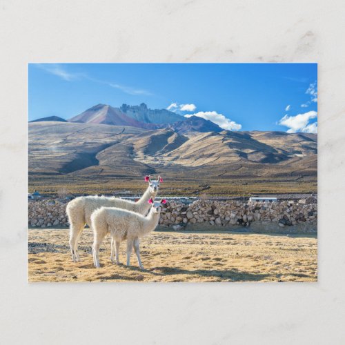 Llamitas en el Salar de Uyuni Bolivia Postcard