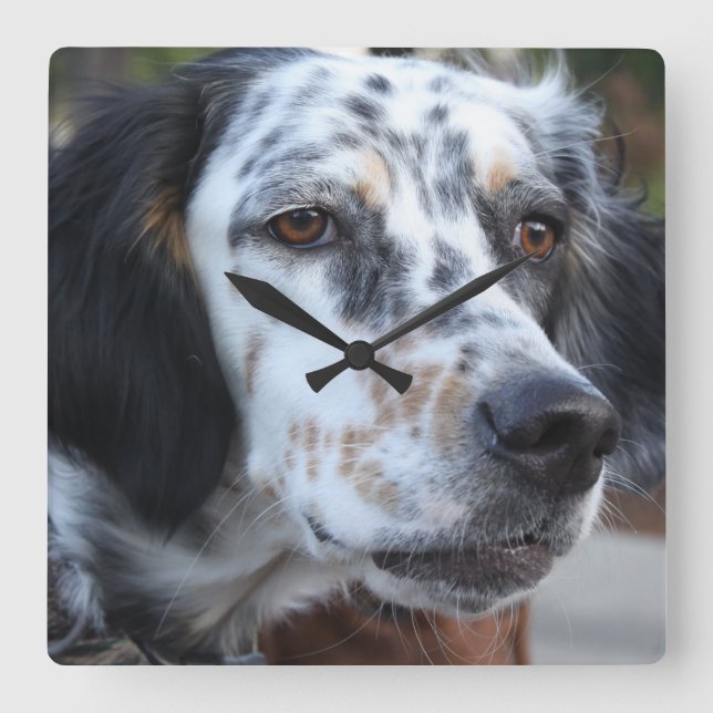 Llewellin Setter Wall Clock (Front)