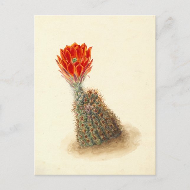 Lloyd's Strawberry Cactus Botanical Illustration Postcard (Front)