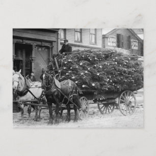 Load of Xmas Trees, 1910 Holiday Postcard