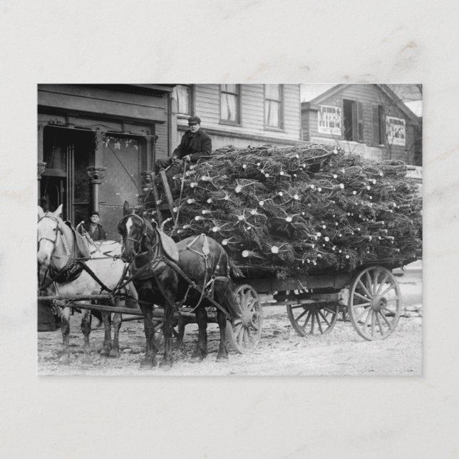 Load of Xmas Trees, 1910 Holiday Postcard (Front)