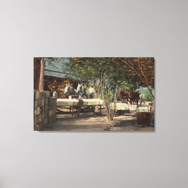 Loading Fruit at Longview Ranch Canvas Print (Front)