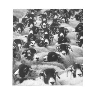 LOADS of Rams Sheep Black and White Notepad