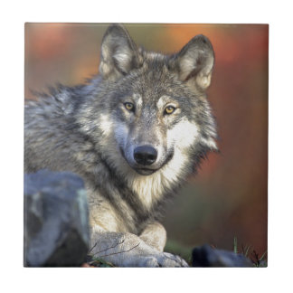Lobo Gris Ceramic Tile
