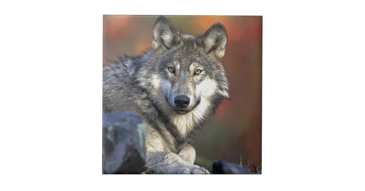 Lobo Gris Ceramic Tile Zazzle