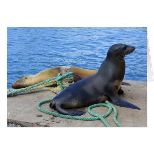 Lobos Marinos (Front Horizontal)