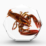 Lobster Acrylic Award<br><div class="desc">A photograph of a big lobster! Customize by changing the background color to suit yourself!</div>