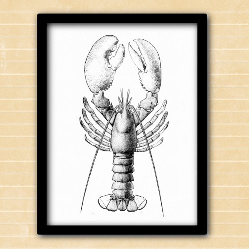 Lobster black and white vintage illustration poster