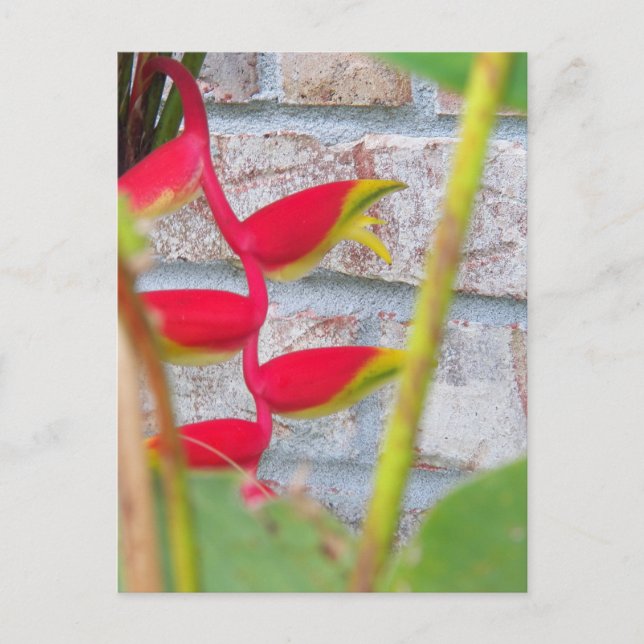 Lobster Claw Flower Heliconia Rostrata Postcard (Front)