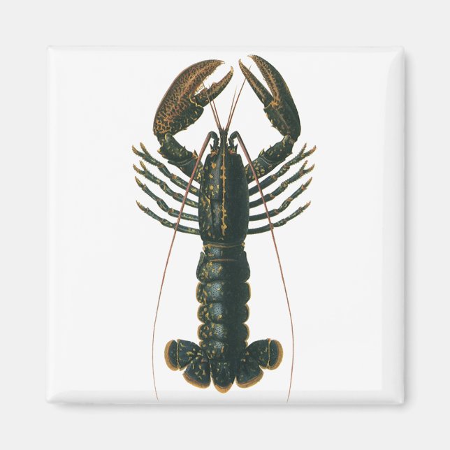 Lobster Claws Vintage Marine Ocean Life Crustacean Magnet (Front)
