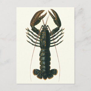 Lobster Claws Vintage Marine Ocean Life Crustacean Postcard