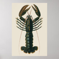 Lobster Claws Vintage Marine Ocean Life Crustacean
