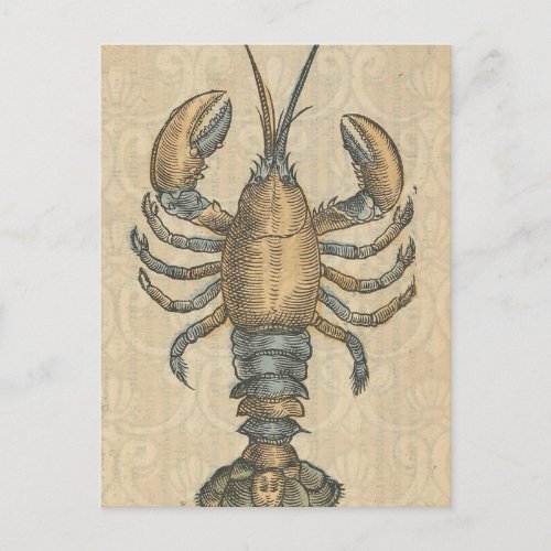 Lobster Illustration Antique Maine Seafood Postcard
