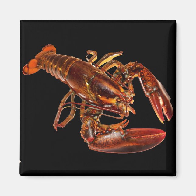 Lobster Magnet (Front)
