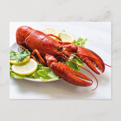 Lobster Photo Postcard