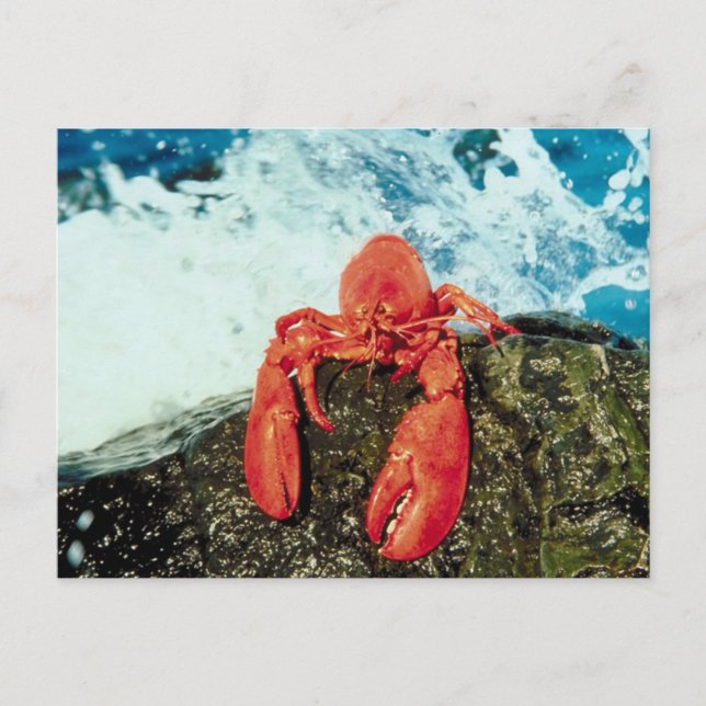 Lobster Postcard (Front)