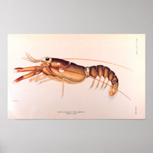 Lobster Poster