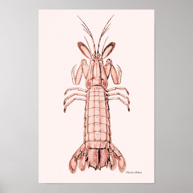 Lobster Poster ~ Rock Lobster (Front)
