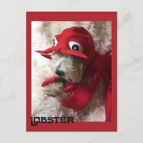 Lobster Westie Postcard