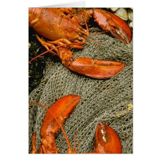 Lobsters Cards (Front)