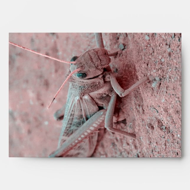Locust at Ground, Talampaya National Park Envelope (Front)