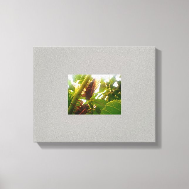 Locust Country Canvas Picture Print (Front)