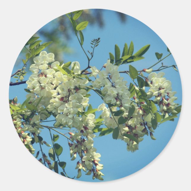 Locust Flower Blossoms  Classic Round Sticker (Front)