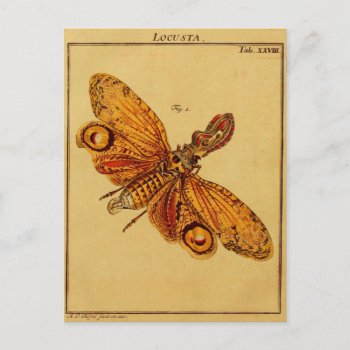 Locusta Postcard by lostlit at Zazzle