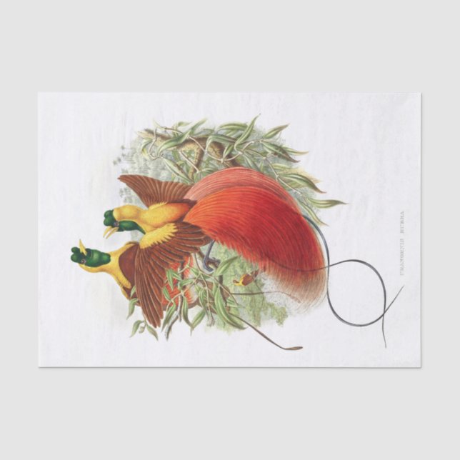 Loddigesia Mirabilis Decoupage  Tissue Paper (Front)