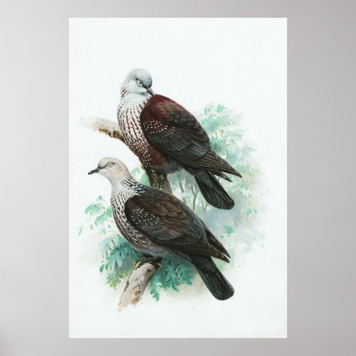 Lodge speckled pigeon bird nature painting poster