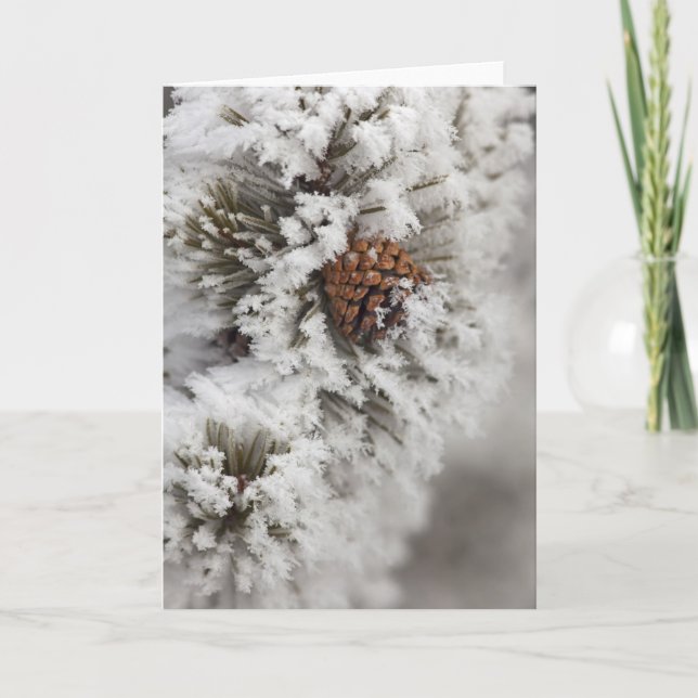 Lodgepole Pine cone in winter in Yellowstone Holiday Card (Front)